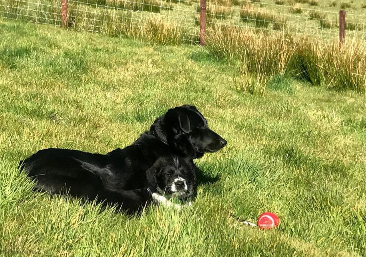 Dog Friendly Cottage, Geufron Farm Near Tywyn Bryn-crug 외부 사진